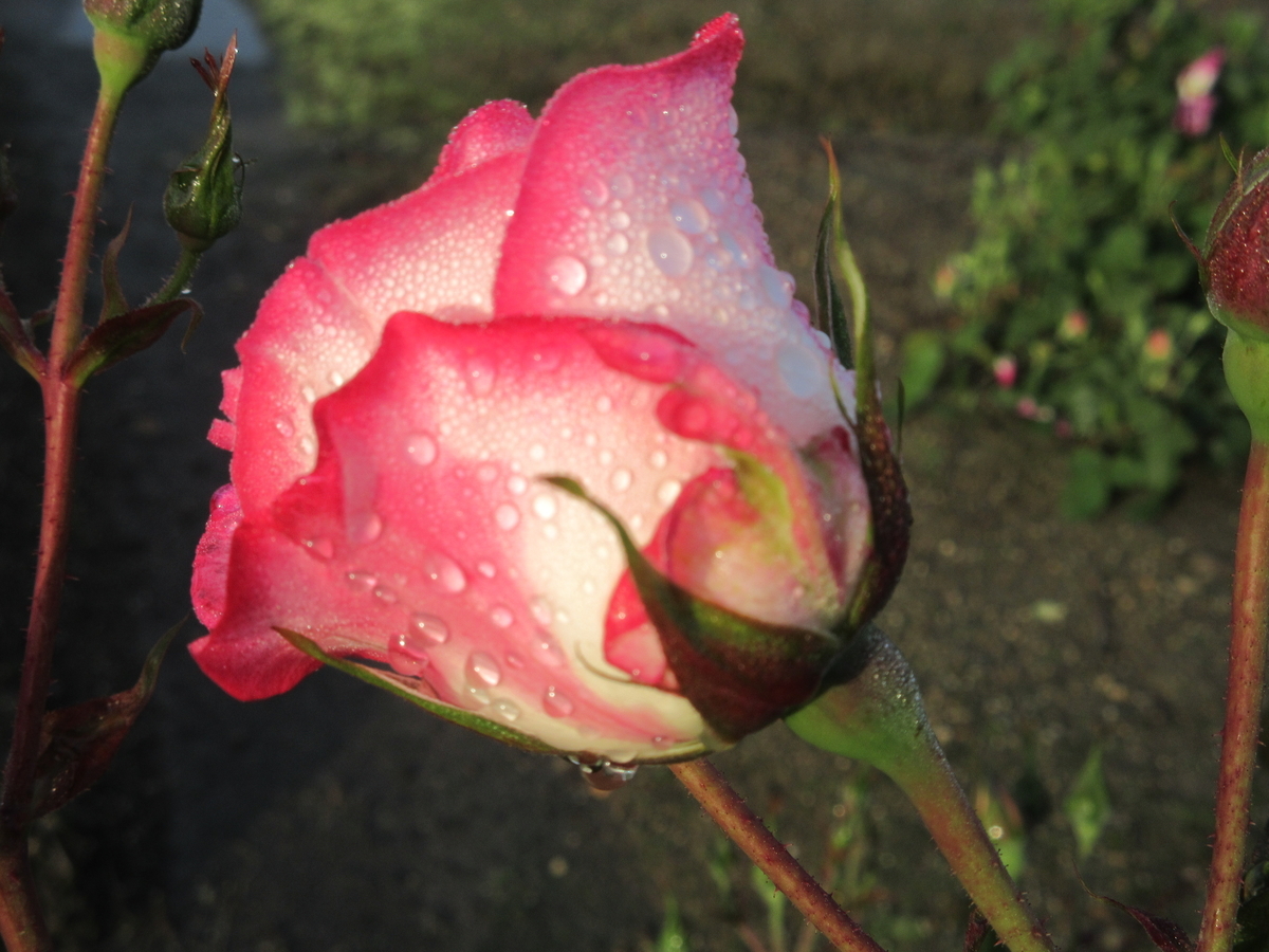 f:id:gashuu:20210430121927j:plain