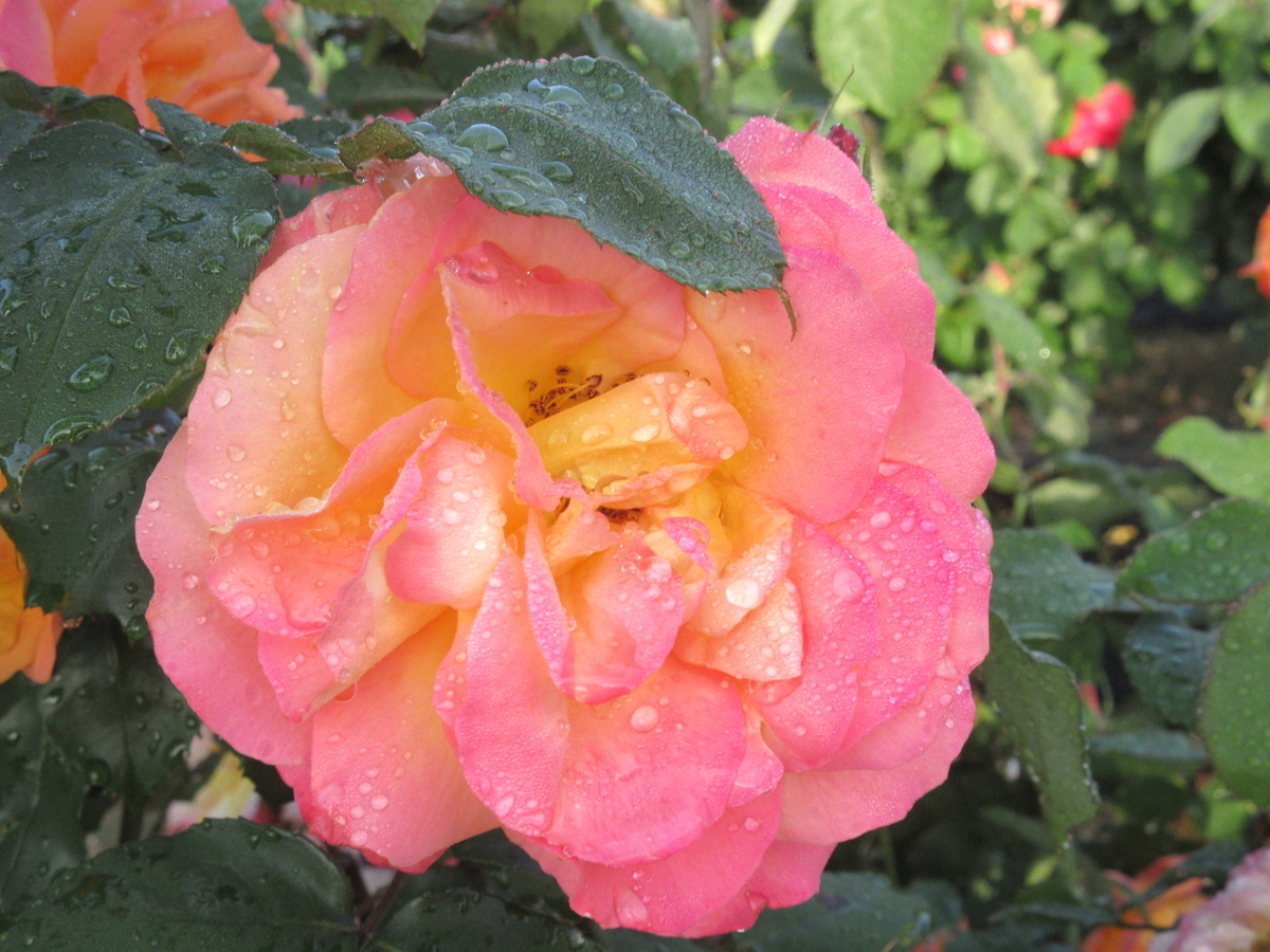 f:id:gashuu:20210430122003j:plain