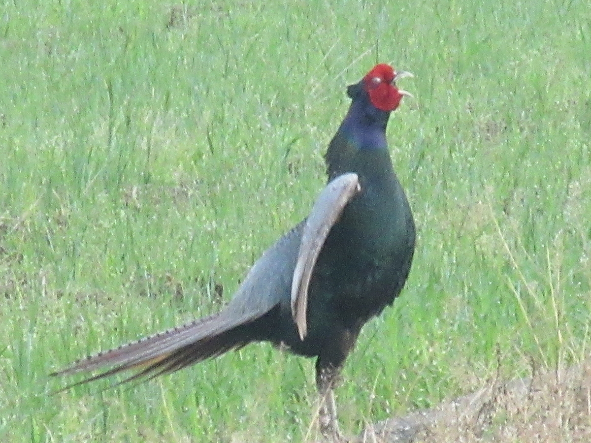 f:id:gashuu:20210518092904j:plain