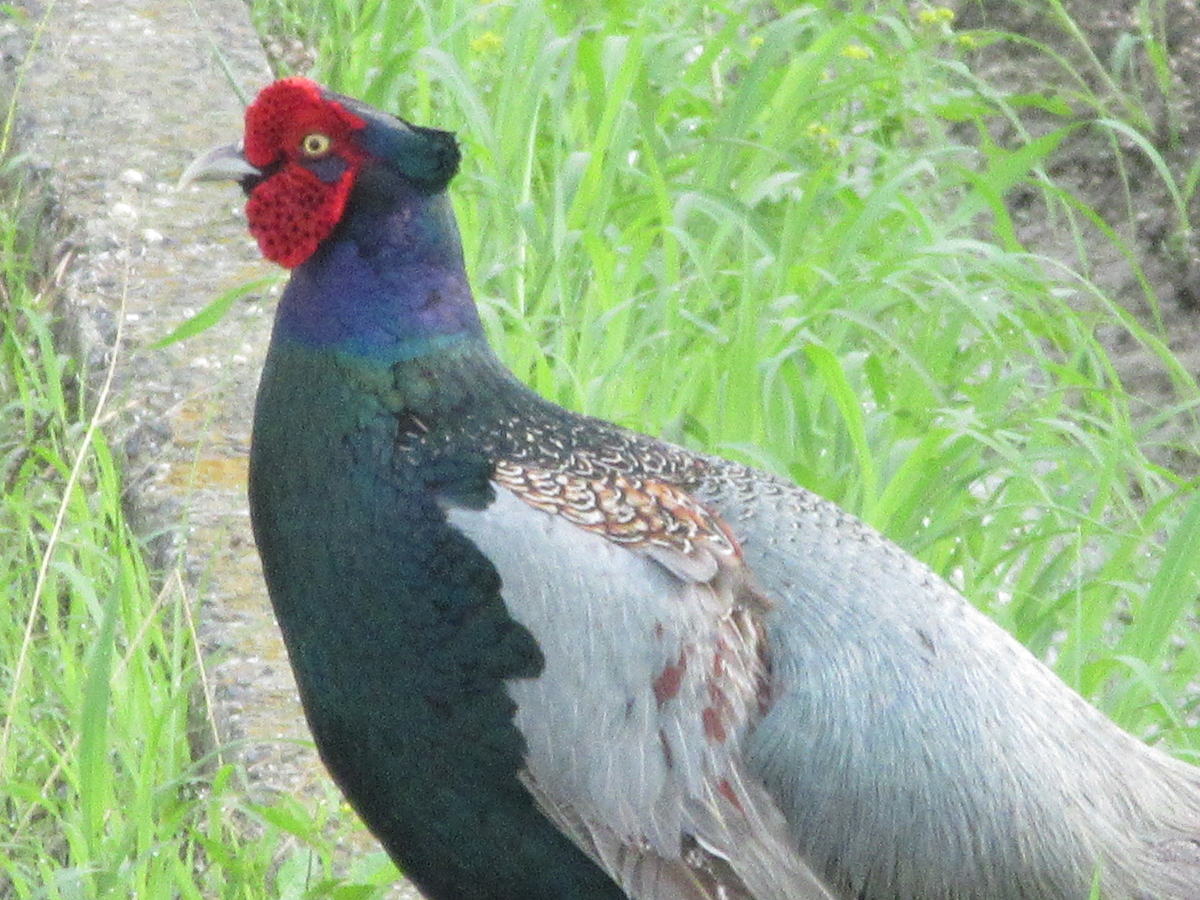 f:id:gashuu:20210518093046j:plain