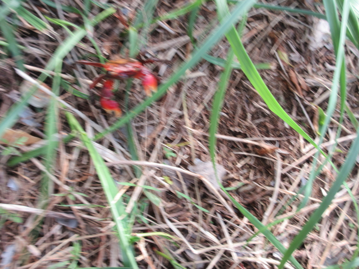 f:id:gashuu:20210519191254j:plain