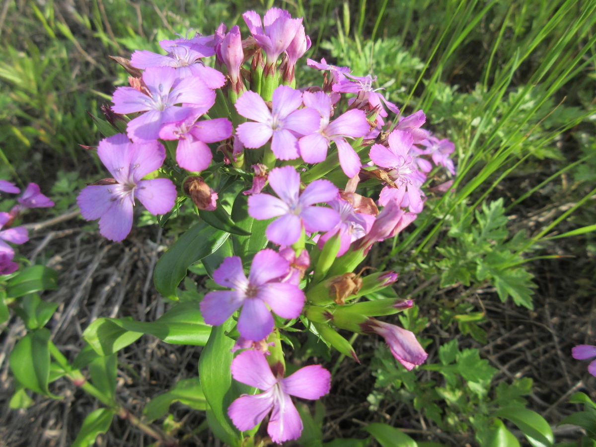 f:id:gashuu:20210519192745j:plain