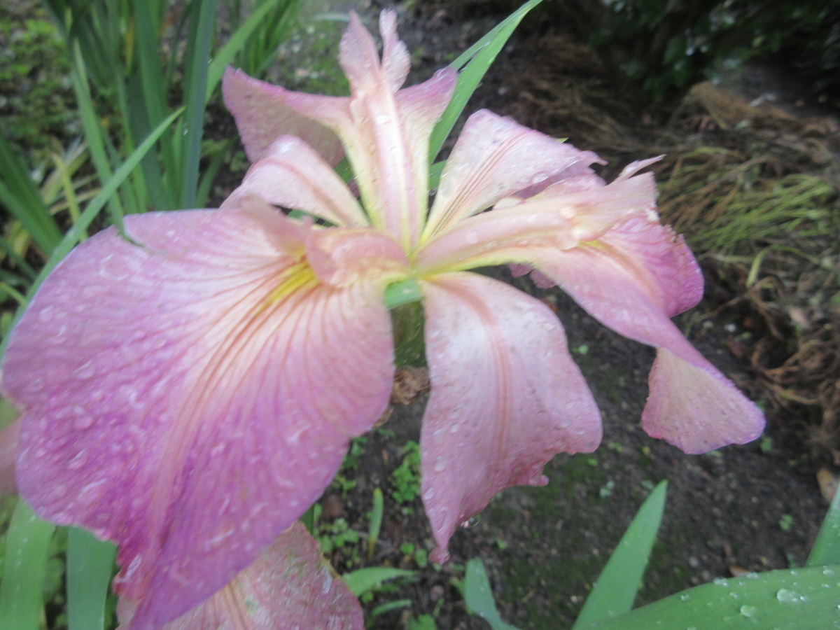 f:id:gashuu:20210520132300j:plain