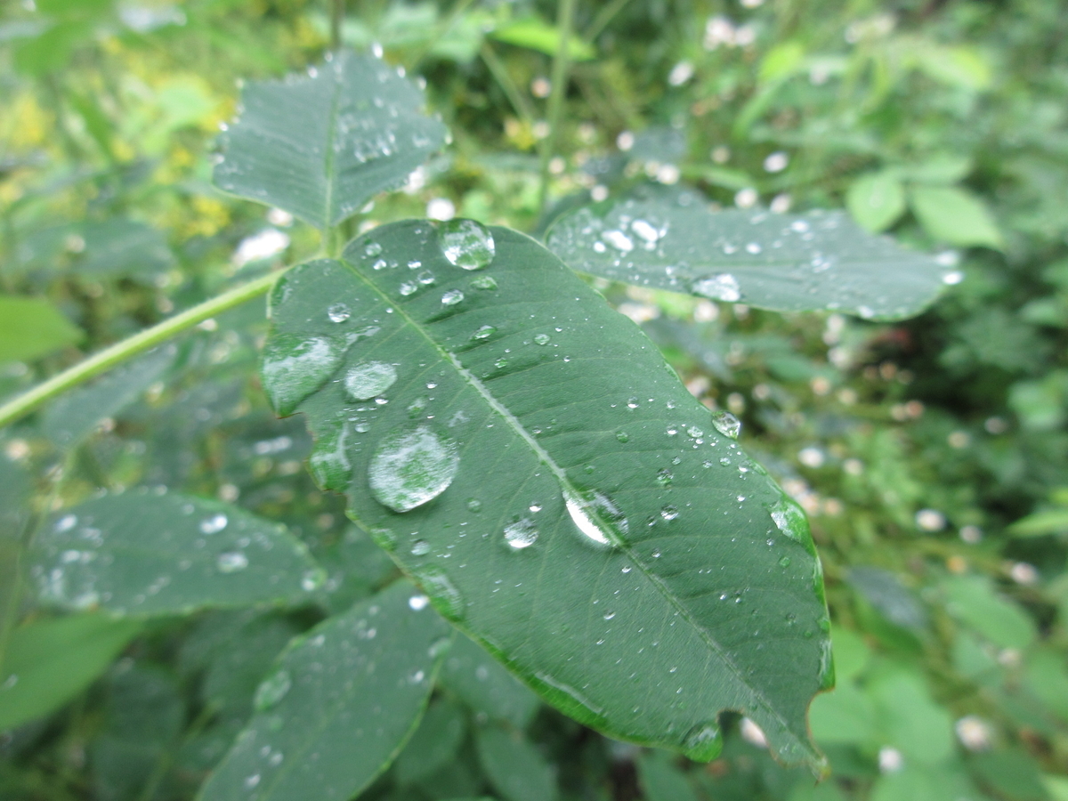 f:id:gashuu:20210520132319j:plain