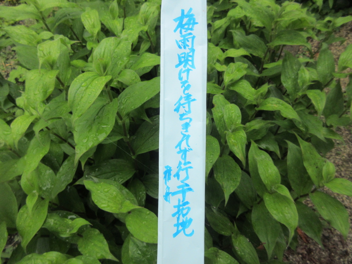 f:id:gashuu:20210603173415j:plain