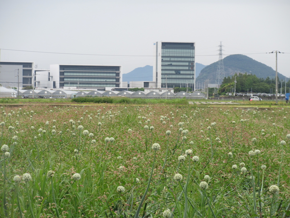 f:id:gashuu:20210603173453j:plain