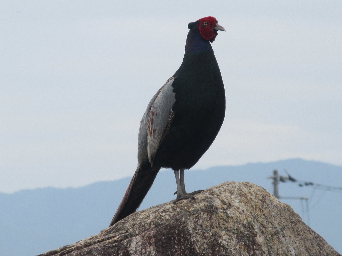 f:id:gashuu:20210612084339j:plain