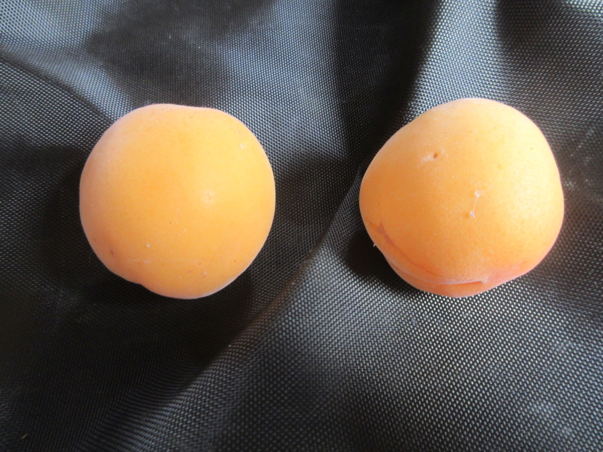 f:id:gashuu:20210615210232j:plain