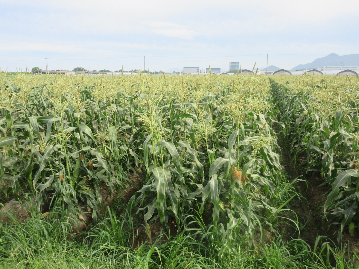 f:id:gashuu:20210706104333j:plain