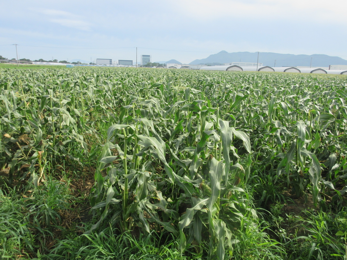 f:id:gashuu:20210706104358j:plain