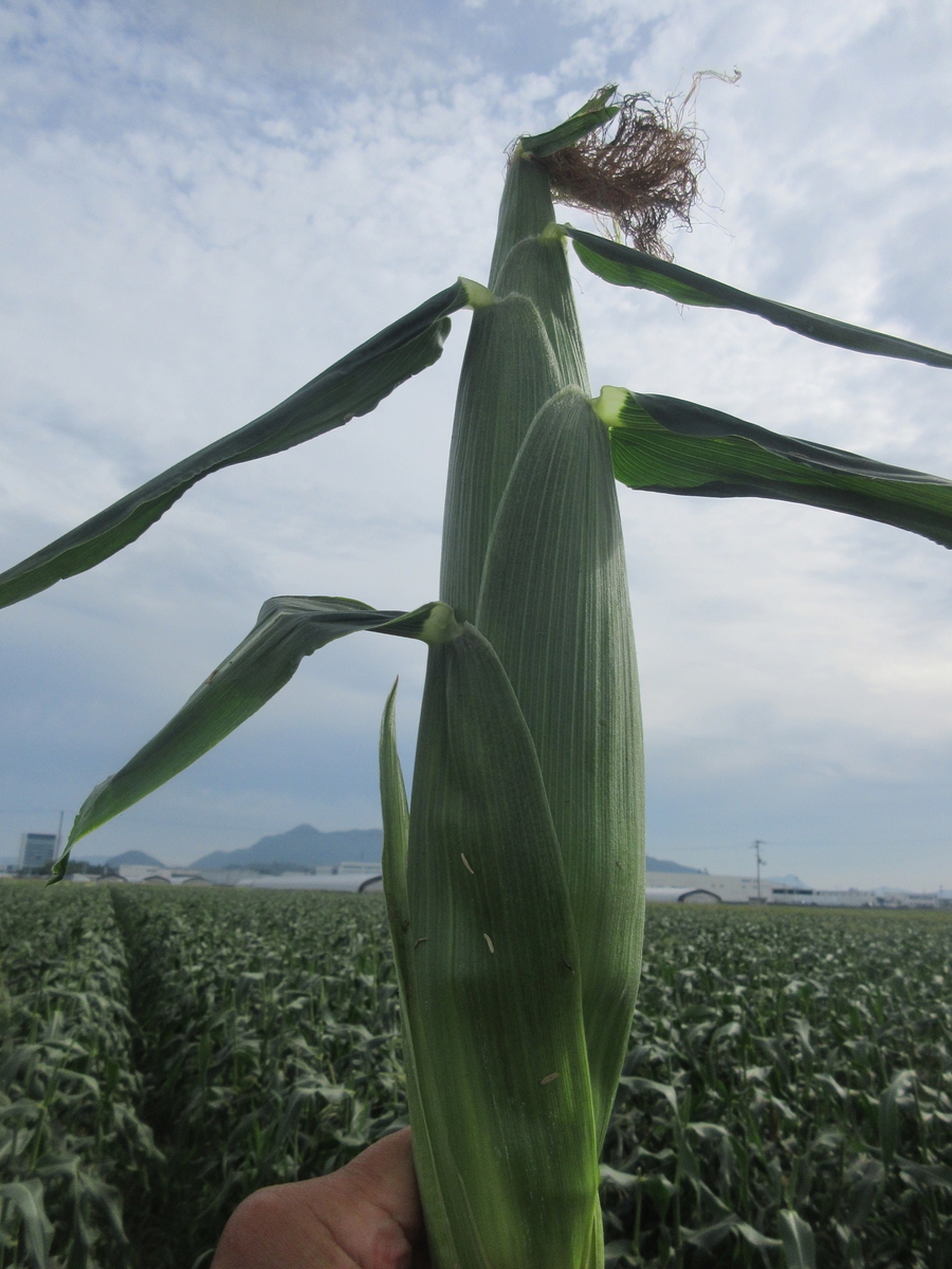 f:id:gashuu:20210706104440j:plain