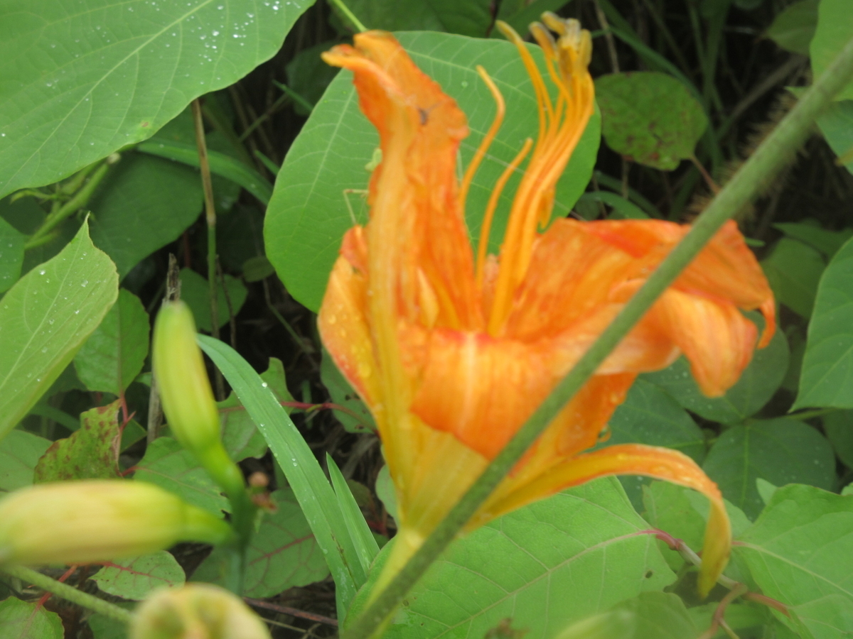 f:id:gashuu:20210706213943j:plain