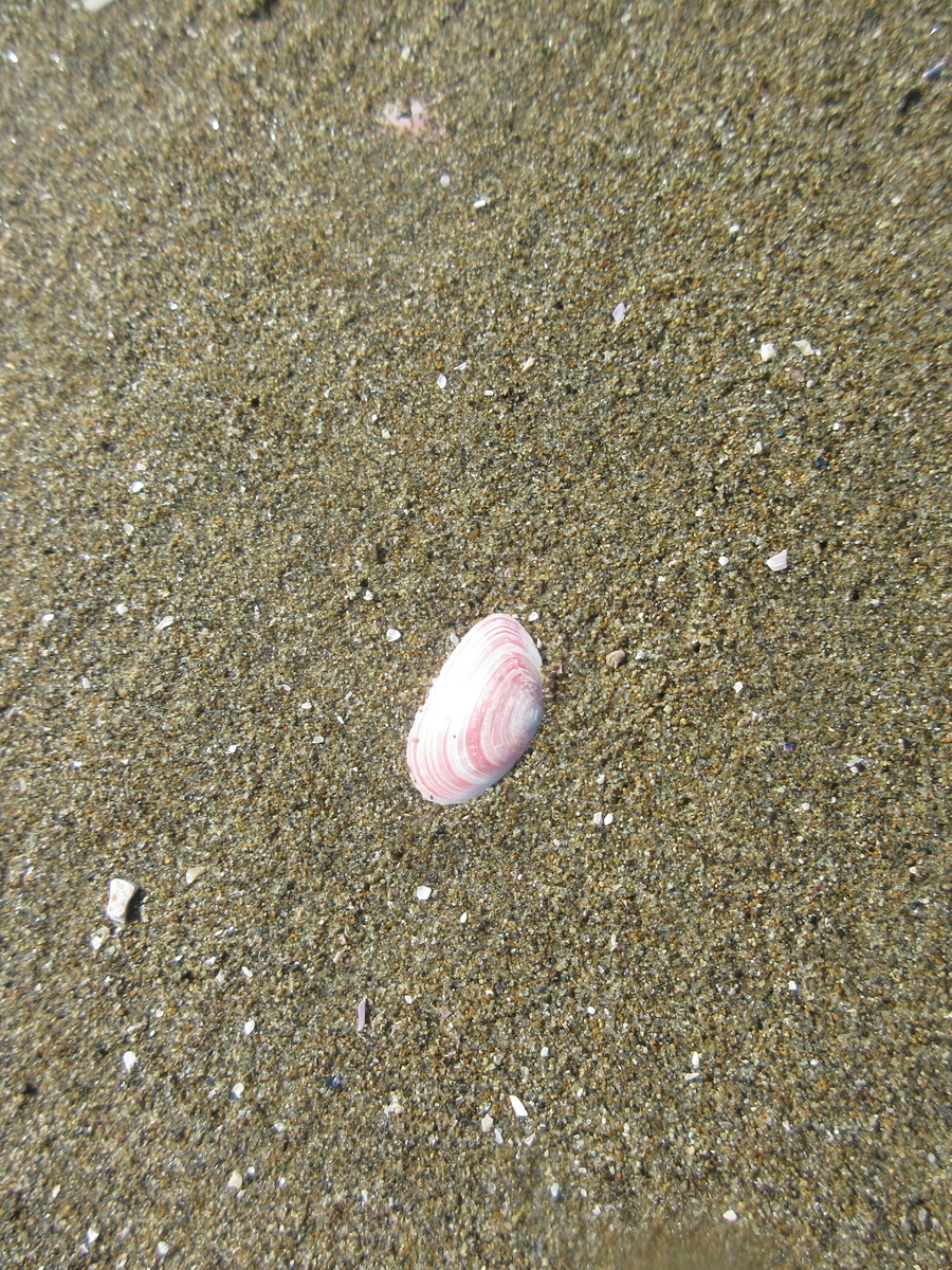 f:id:gashuu:20210711152804j:plain