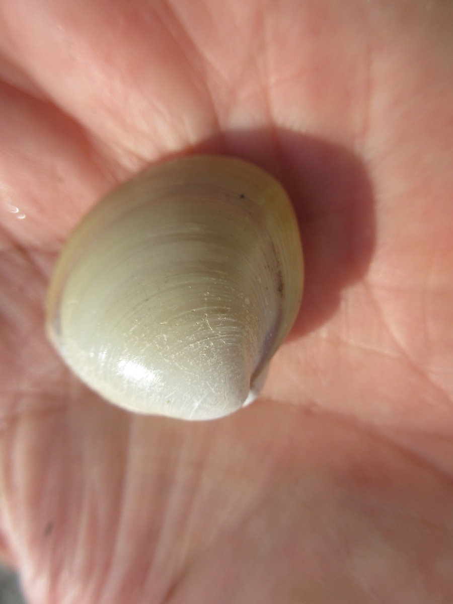 f:id:gashuu:20210711152821j:plain