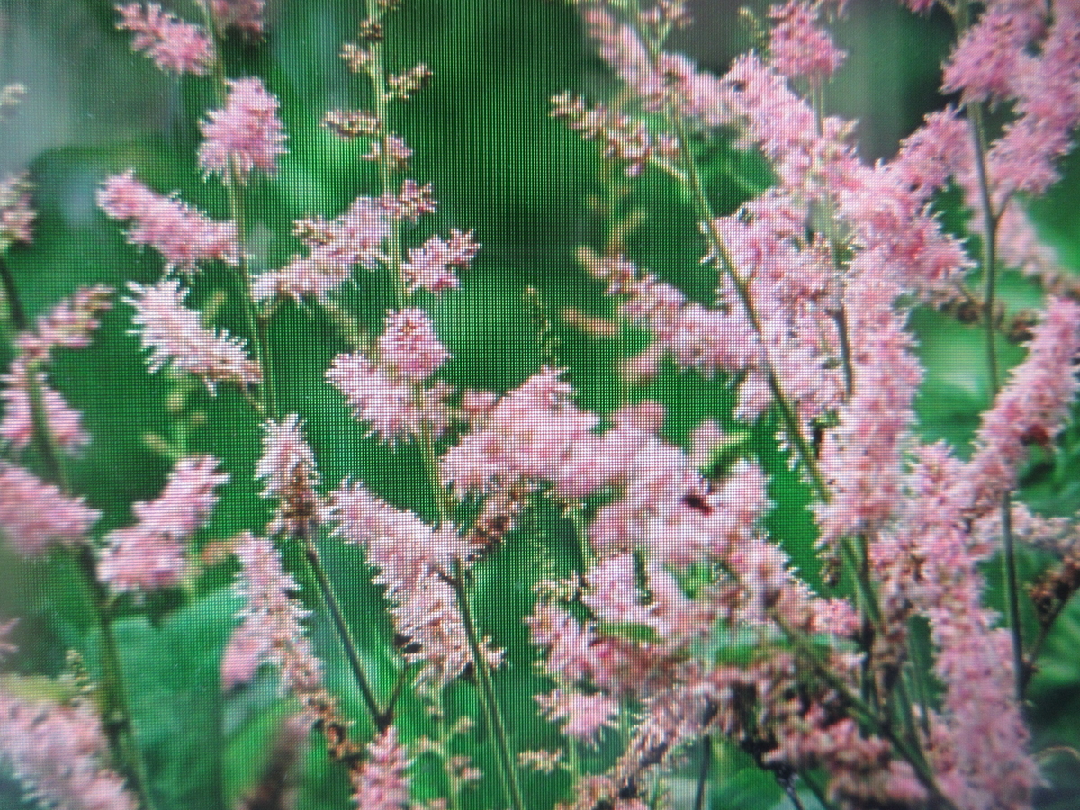 7月14日誕生日の花と花言葉歌句 剣持雅舟のブログ
