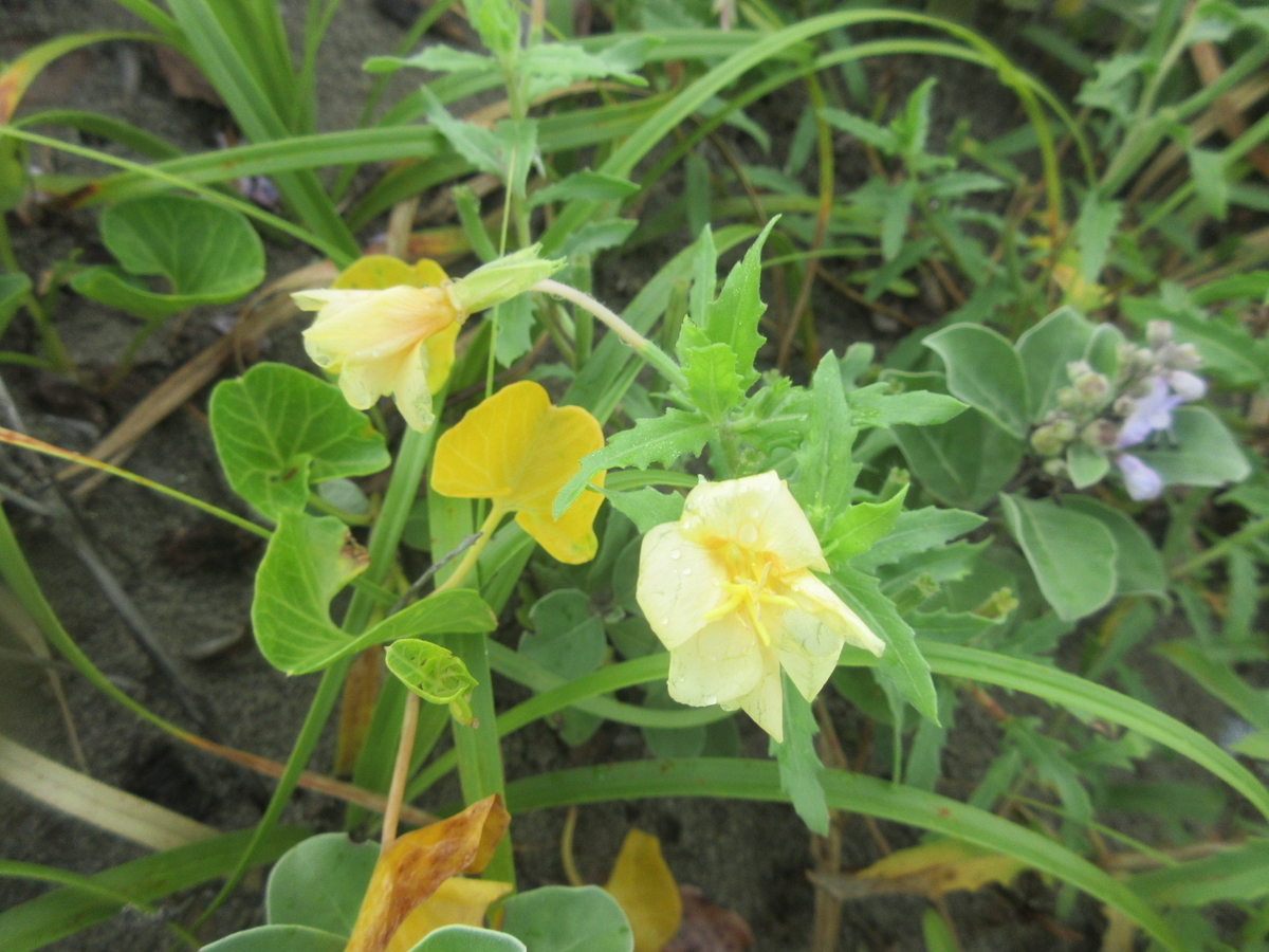 f:id:gashuu:20210718093422j:plain