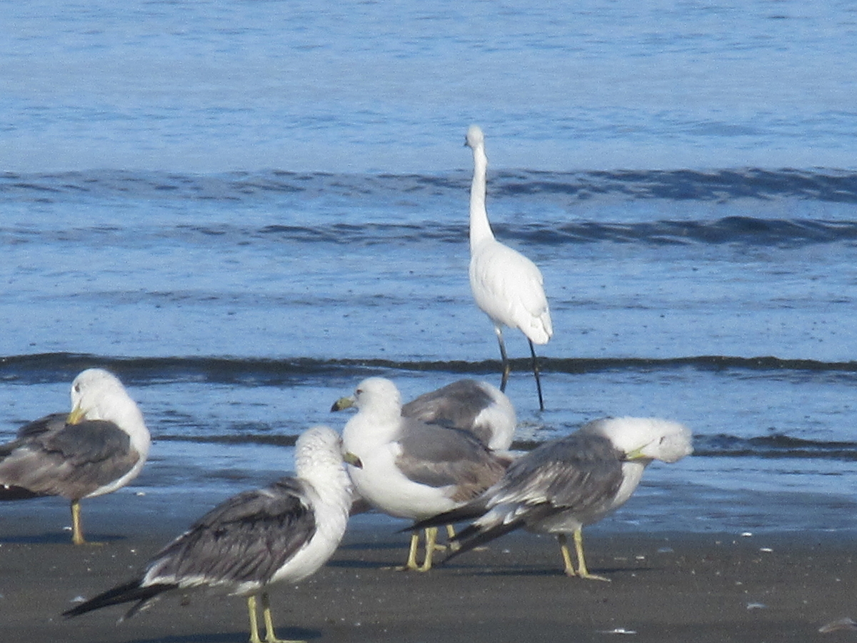 f:id:gashuu:20210719122707j:plain