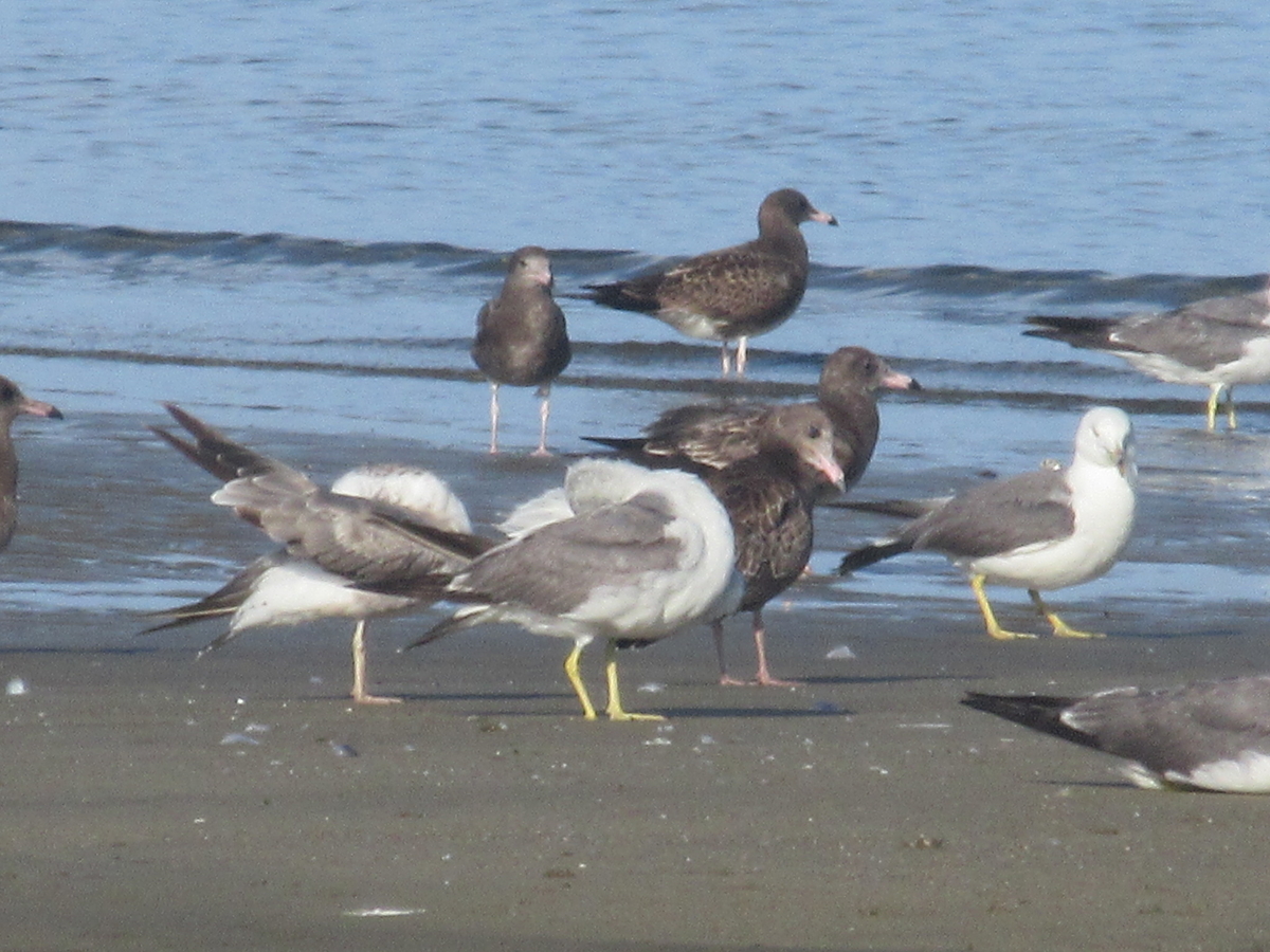 f:id:gashuu:20210719122720j:plain