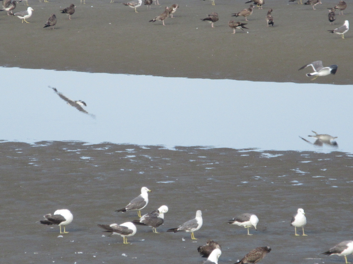 f:id:gashuu:20210731084033j:plain