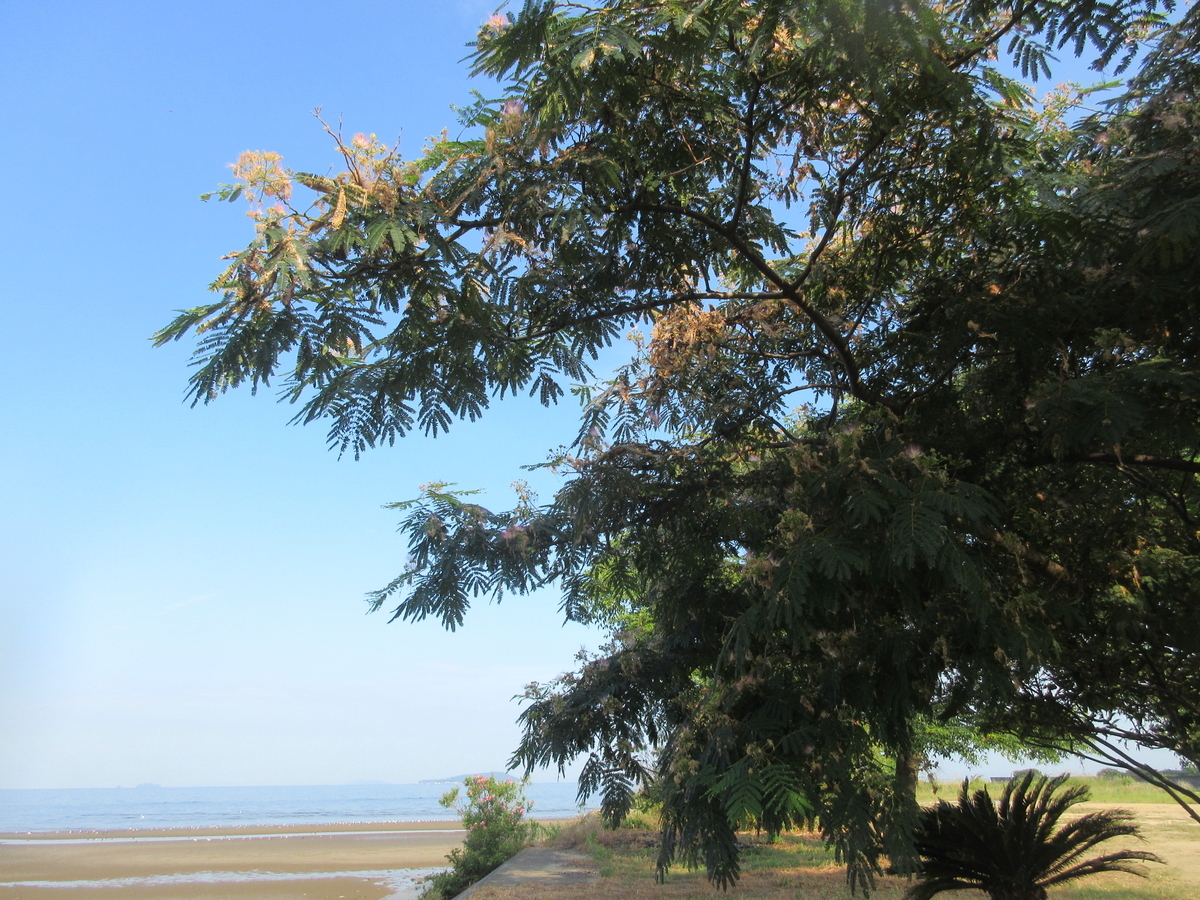 f:id:gashuu:20210731084252j:plain