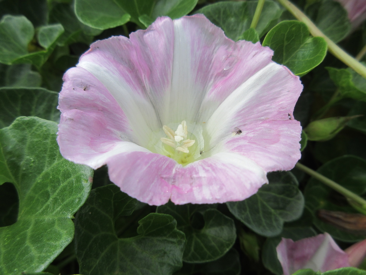 f:id:gashuu:20210801215703j:plain