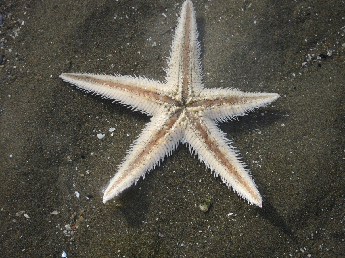 f:id:gashuu:20210810081329j:plain