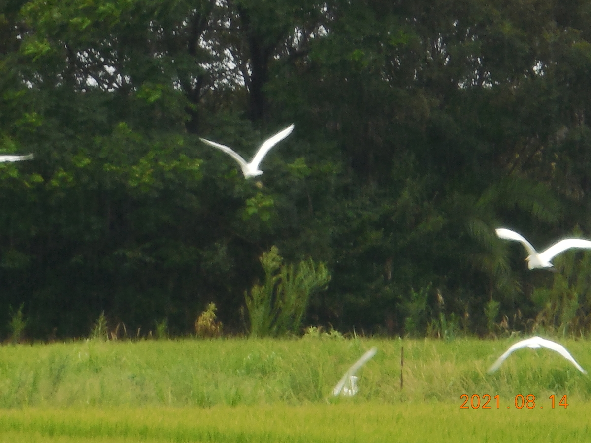 f:id:gashuu:20210814143819j:plain