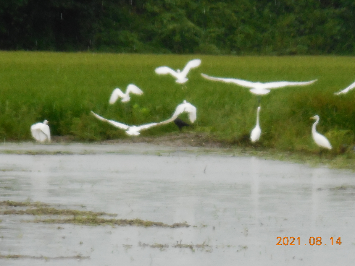 f:id:gashuu:20210814143844j:plain