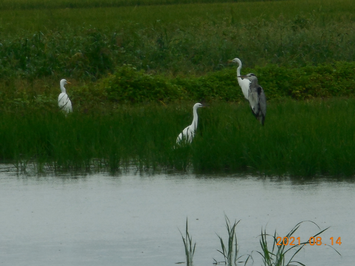 f:id:gashuu:20210814144045j:plain