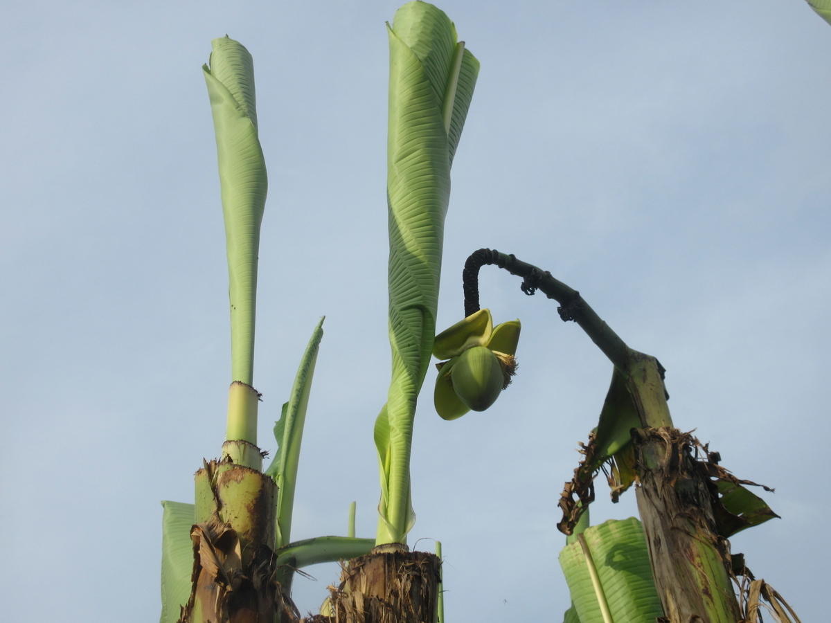 f:id:gashuu:20210824175609j:plain