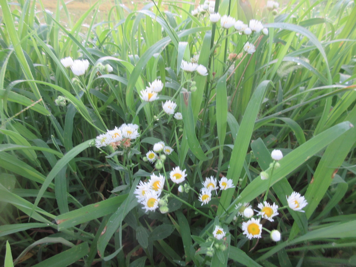 f:id:gashuu:20210826114609j:plain