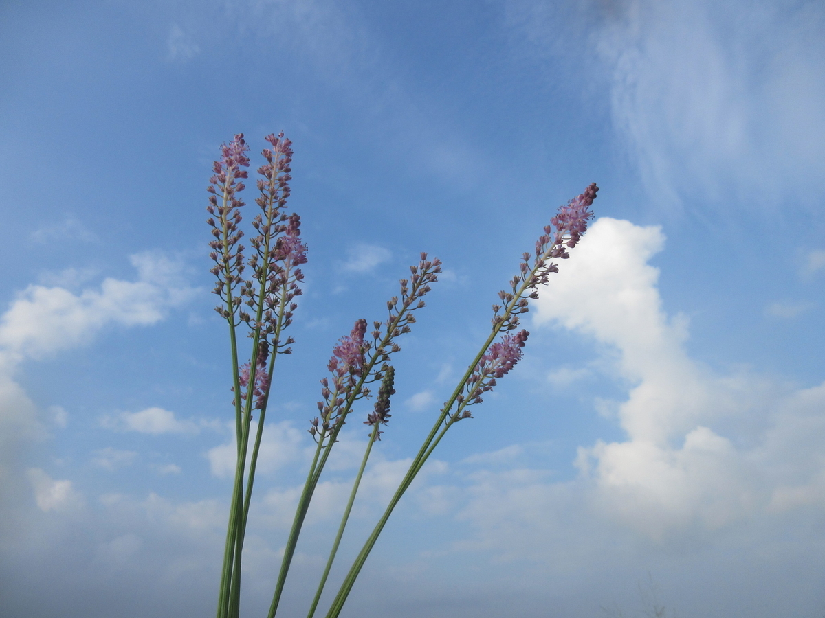 f:id:gashuu:20210831114005j:plain