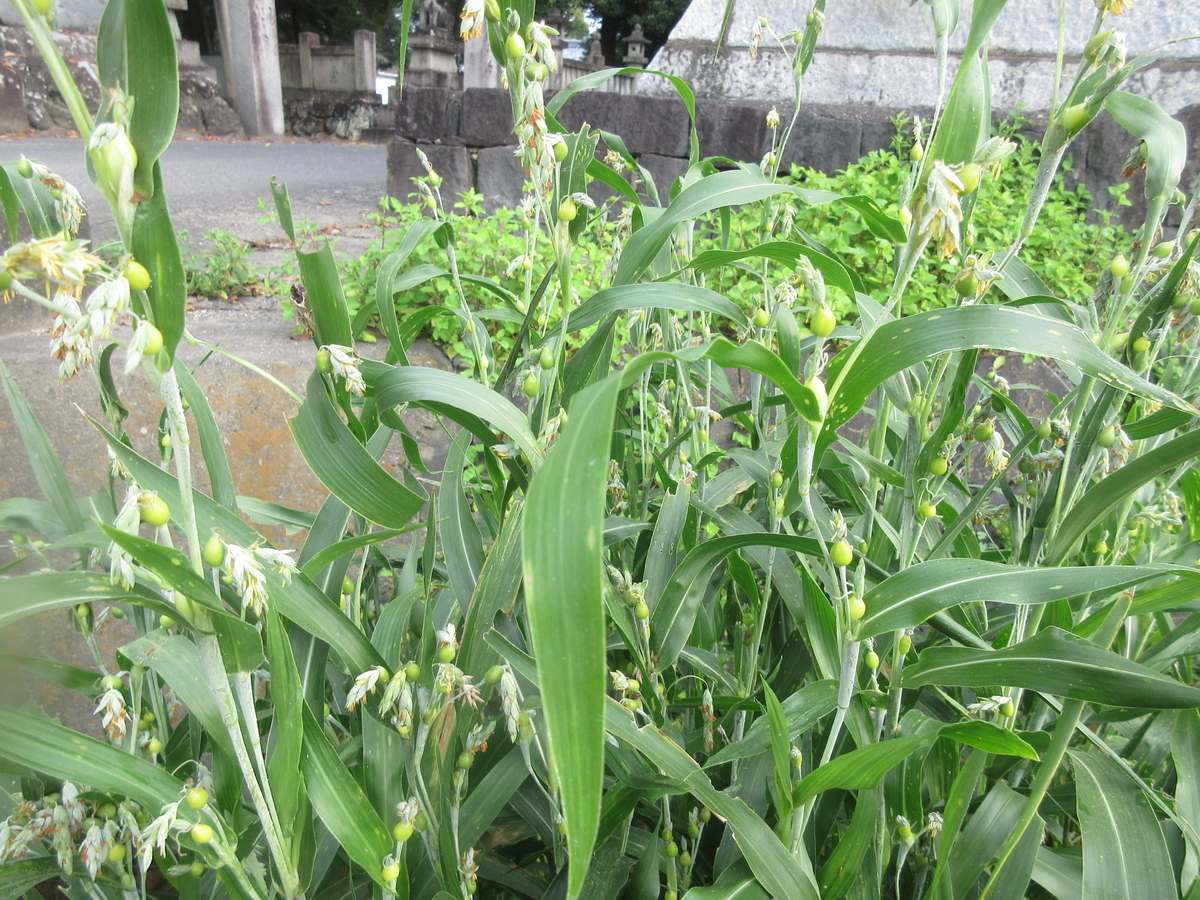 f:id:gashuu:20210901171544j:plain