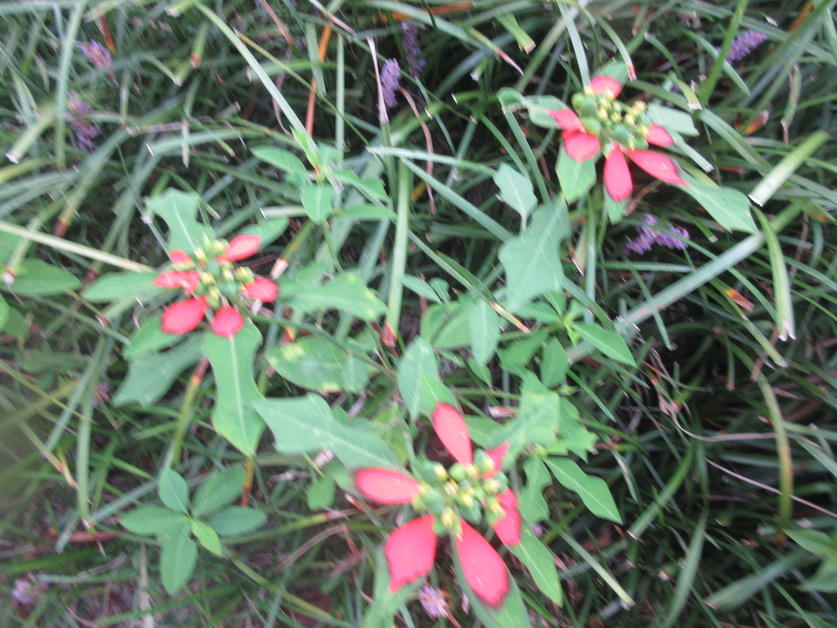 f:id:gashuu:20210901171632j:plain