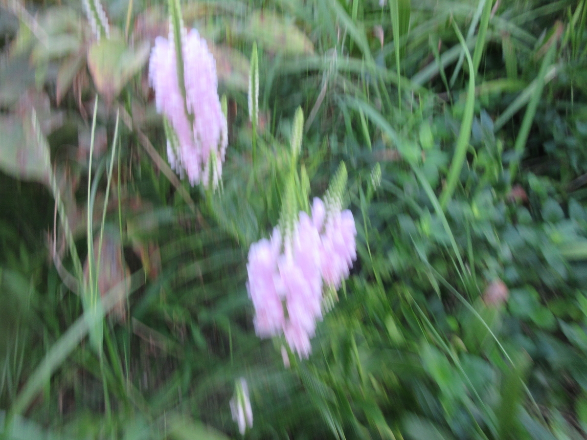 f:id:gashuu:20210901171904j:plain