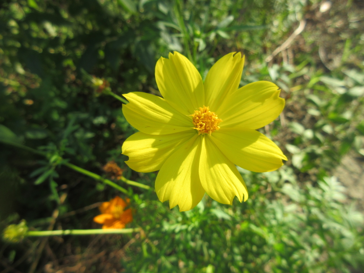 f:id:gashuu:20210901172034j:plain