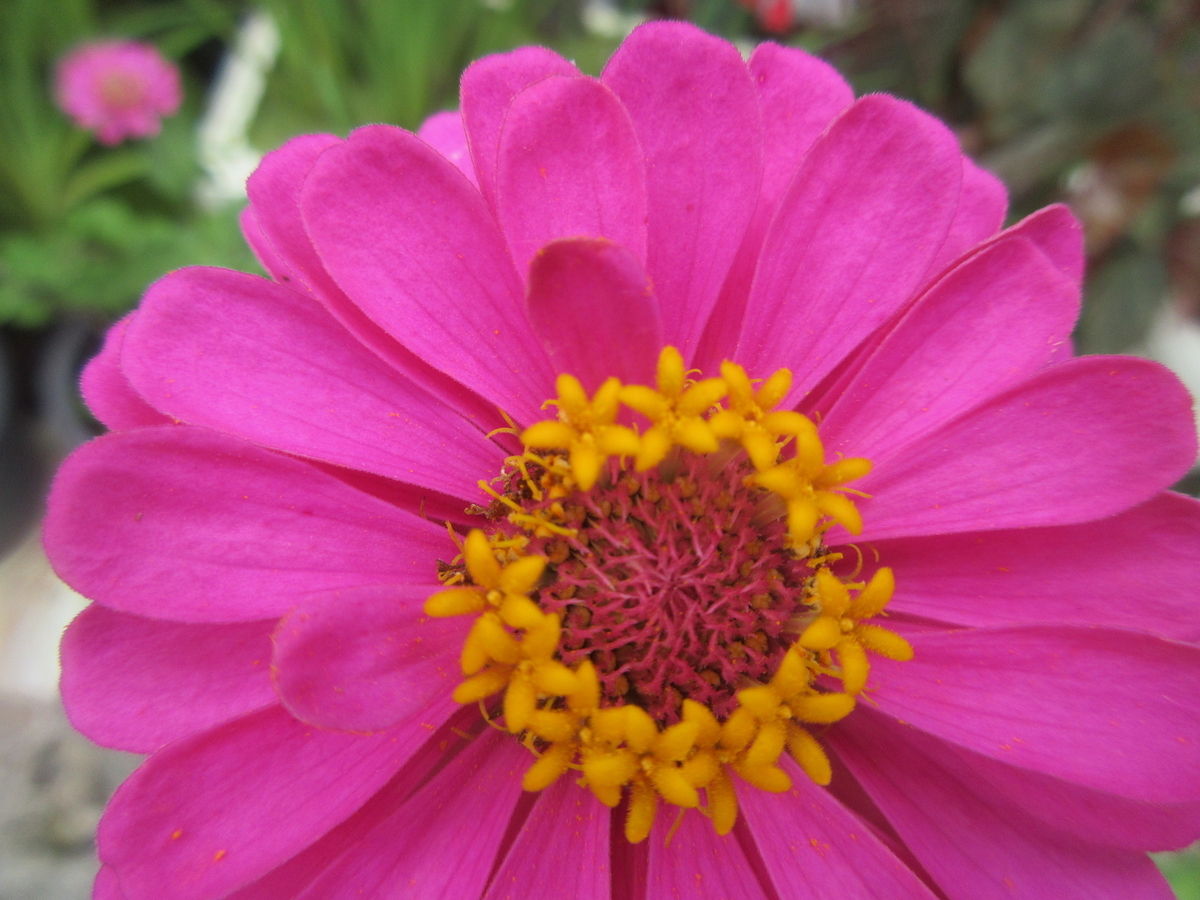 f:id:gashuu:20210905194841j:plain