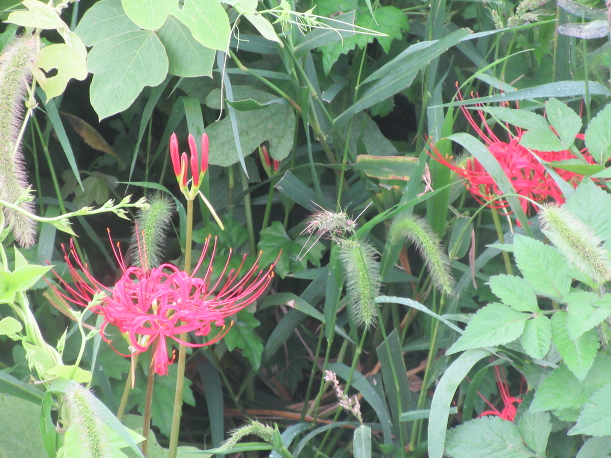 f:id:gashuu:20210912090116j:plain