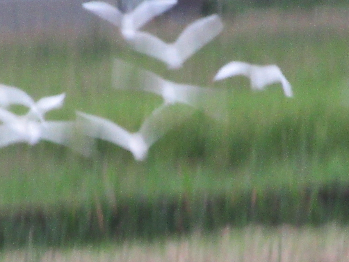 f:id:gashuu:20210917175655j:plain