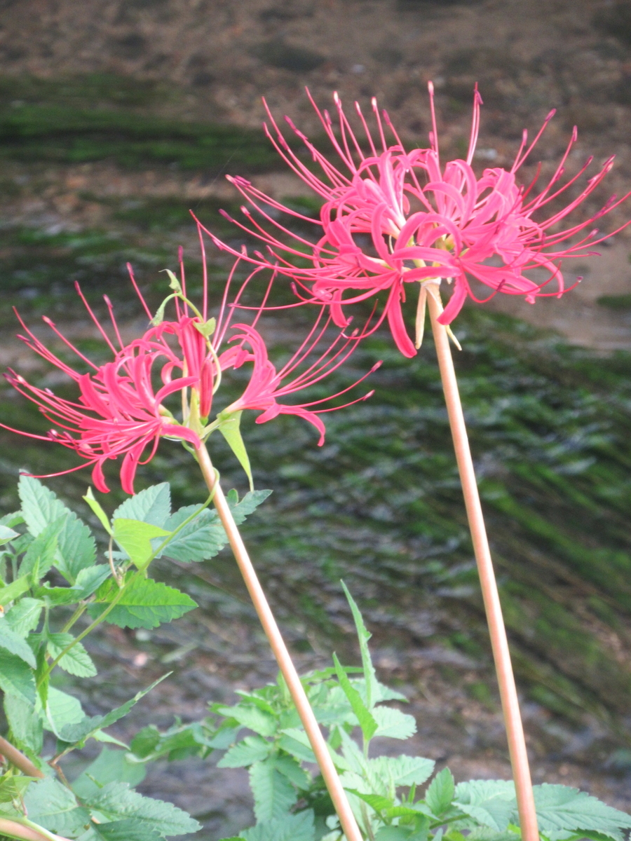 f:id:gashuu:20210920165445j:plain