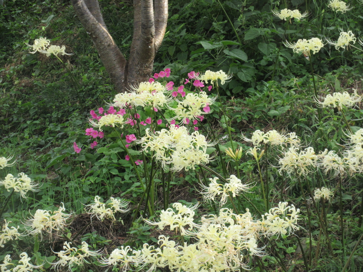 f:id:gashuu:20210920165811j:plain