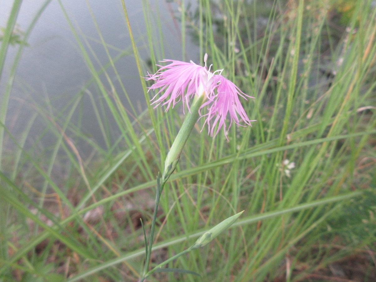 f:id:gashuu:20210928185331j:plain