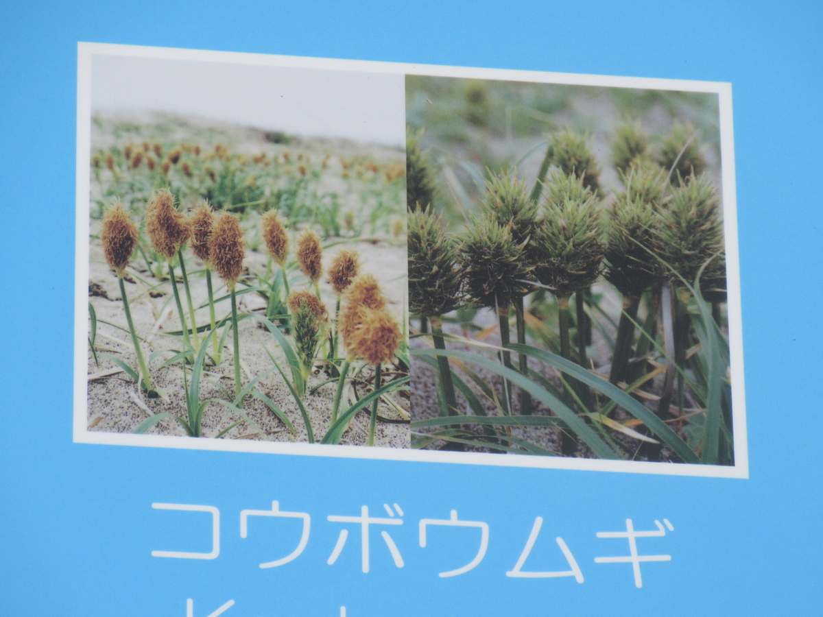 f:id:gashuu:20210930212640j:plain