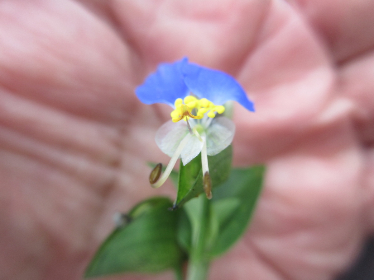 f:id:gashuu:20211014200555j:plain