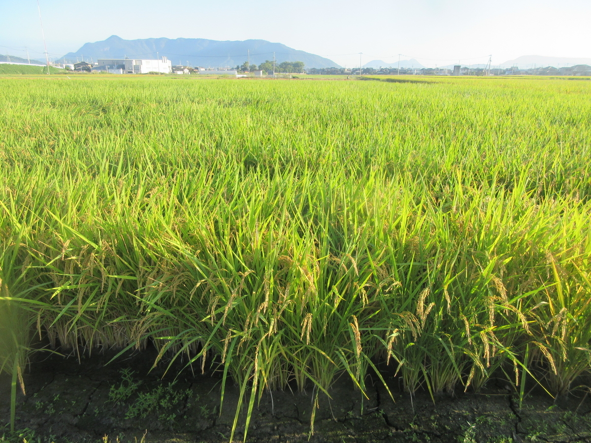 f:id:gashuu:20211019120916j:plain