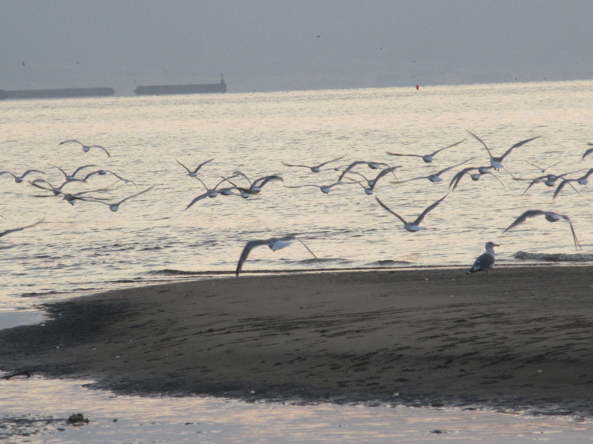 f:id:gashuu:20211102183140j:plain