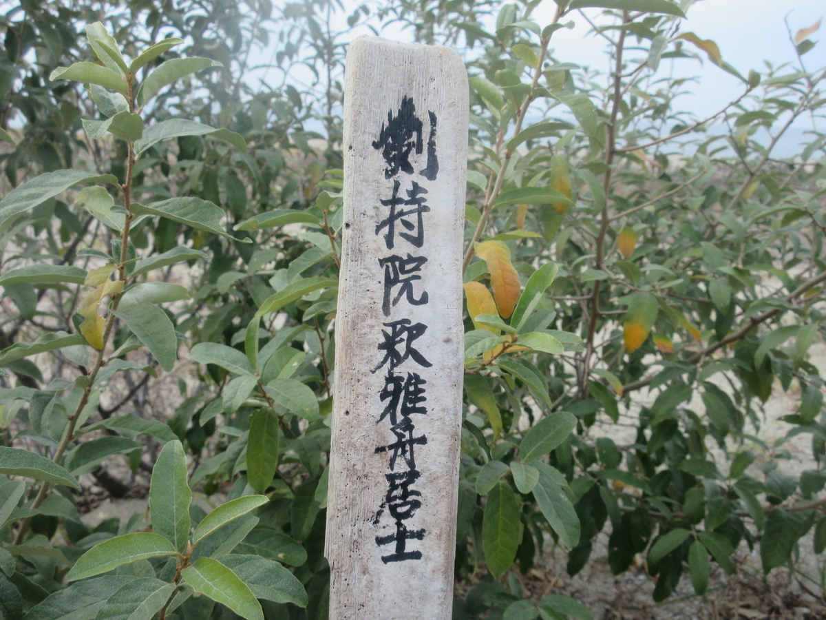 f:id:gashuu:20211122132253j:plain