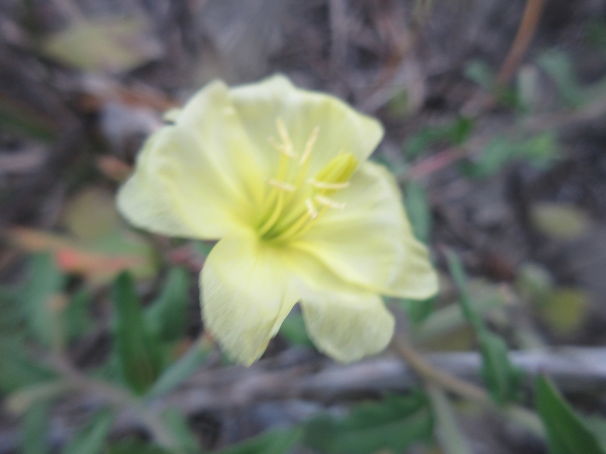 f:id:gashuu:20211122164629j:plain