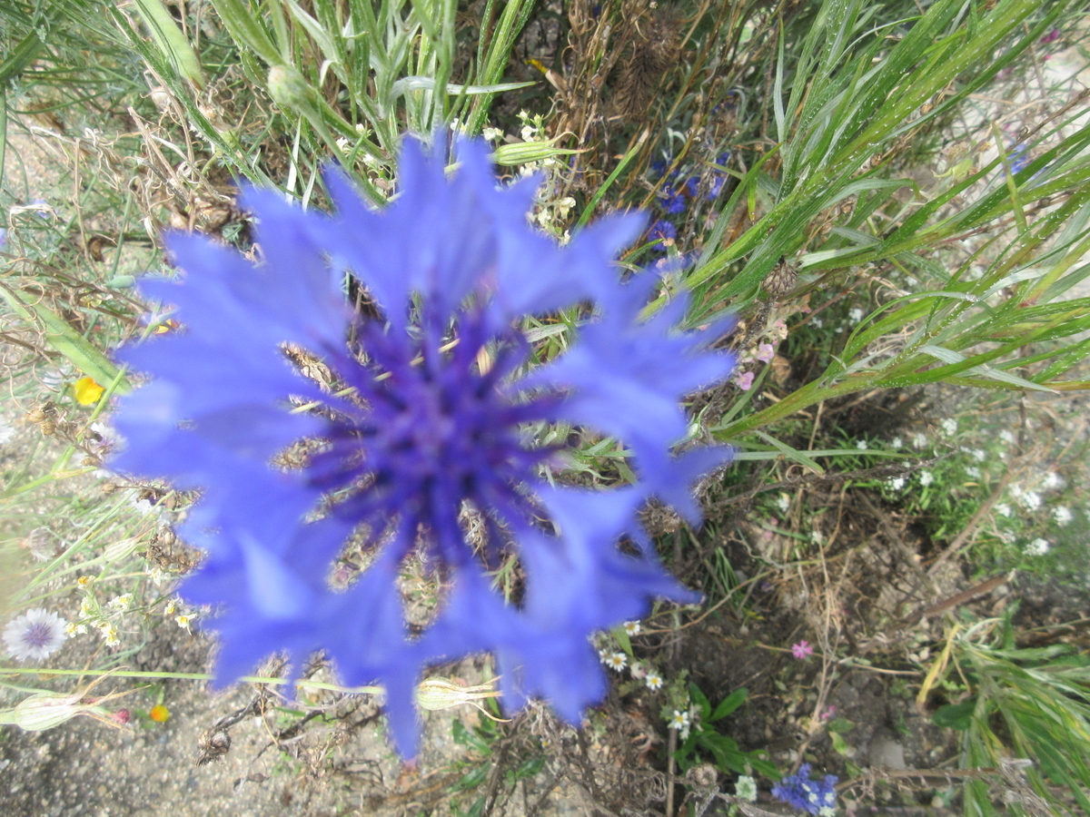 f:id:gashuu:20211126103936j:plain