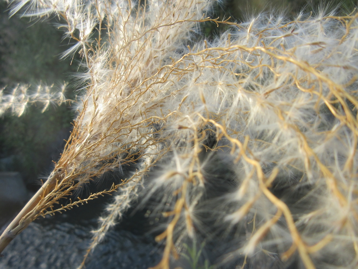 f:id:gashuu:20211205220224j:plain